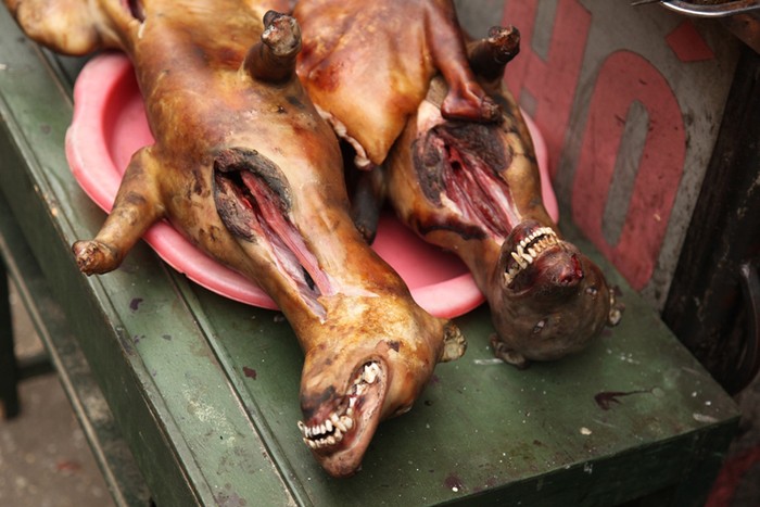 Thịt chó "nhe răng" ở Hàng Bè qua ống kính của du khách người Úc, Nick Jensen
